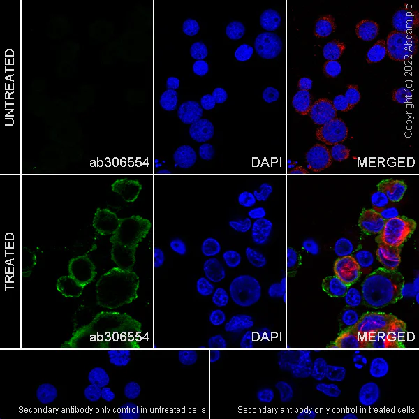 Immunocytochemistry/ Immunofluorescence - Anti-CMKLR1 antibody [EPR26501-70] - BSA and Azide free (AB306555)