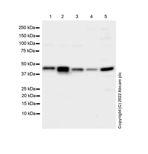 Western blot - Anti-CMKLR1 antibody [EPR26501-70] - BSA and Azide free (AB306555)