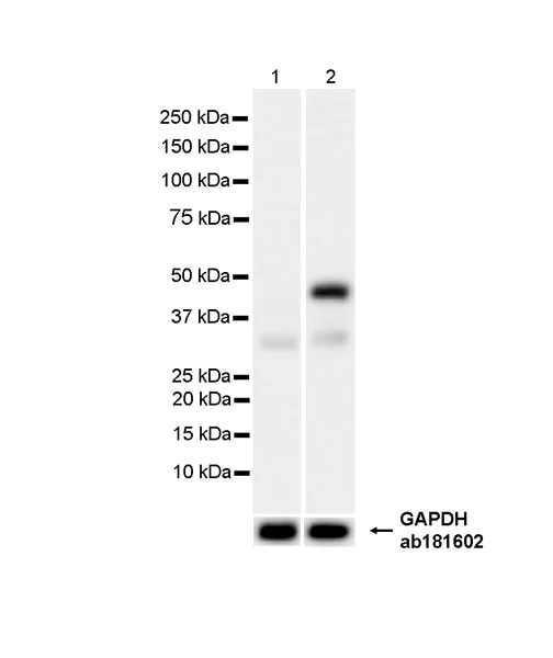 Western blot - Anti-CMKLR1 antibody [EPR26501-70] - BSA and Azide free (AB306555)
