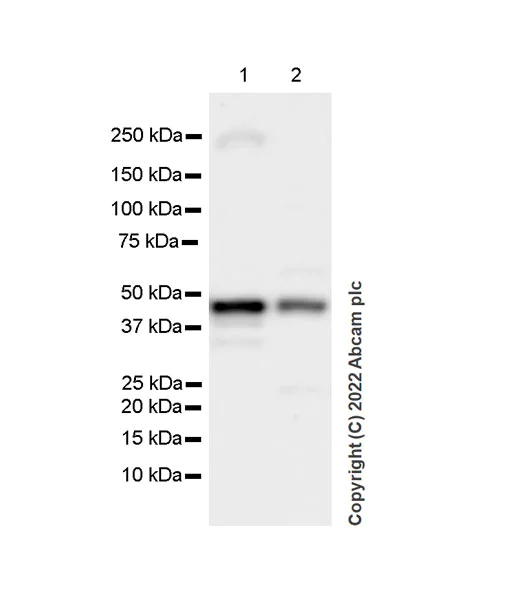 Western blot - Anti-CMKLR1 antibody [EPR26501-70] - BSA and Azide free (AB306555)