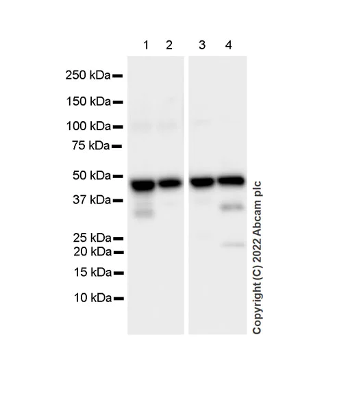 Western blot - Anti-CMKLR1 antibody [EPR26501-70] - BSA and Azide free (AB306555)
