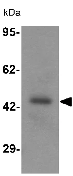 Western blot - Anti-CMPK2 antibody (AB139720)