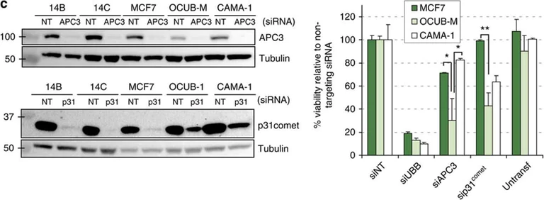 Western blot - Anti-CMT2 antibody [EPR9584] (AB150363)