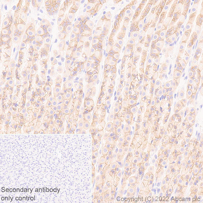 Immunohistochemistry (Formalin/PFA-fixed paraffin-embedded sections) - Anti-CMTM4 antibody [EPR27409-50] (AB307501)