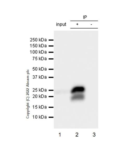 Immunoprecipitation - Anti-CMTM4 antibody [EPR27409-50] (AB307501)