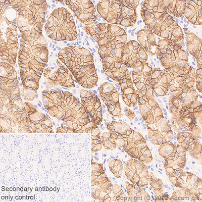 Immunohistochemistry (Formalin/PFA-fixed paraffin-embedded sections) - Anti-CMTM4 antibody [EPR27409-50] - BSA and Azide free (AB307502)
