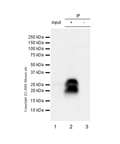 Immunoprecipitation - Anti-CMTM4 antibody [EPR27409-50] - BSA and Azide free (AB307502)