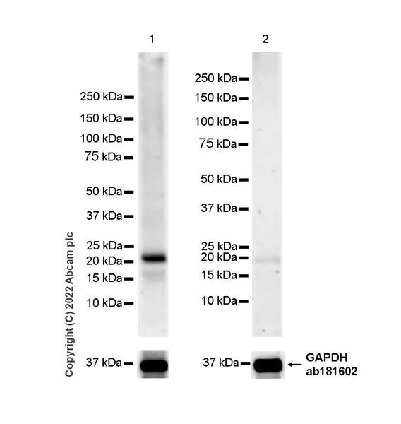 Western blot - Anti-CMTM4 antibody [EPR27409-50] - BSA and Azide free (AB307502)