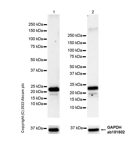 Western blot - Anti-CMTM4 antibody [EPR27409-50] - BSA and Azide free (AB307502)