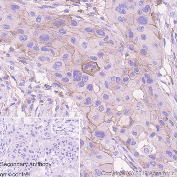 Immunohistochemistry (Formalin/PFA-fixed paraffin-embedded sections) - Anti-CMTM6 antibody [EPR23015-45] - BSA and Azide free (AB264076)