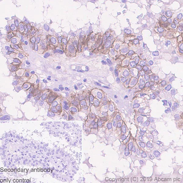 Immunohistochemistry (Formalin/PFA-fixed paraffin-embedded sections) - Anti-CMTM6 antibody [EPR23015-45] - BSA and Azide free (AB264076)