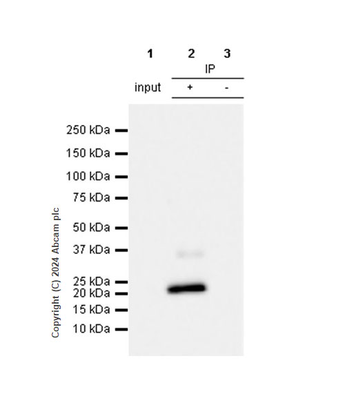 Immunoprecipitation - Anti-CMTM6 antibody [EPR23015-45] - BSA and Azide free (ab264076), expandable thumbnail