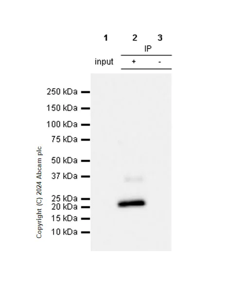 Immunoprecipitation - Anti-CMTM6 antibody [EPR23015-45] - BSA and Azide free (AB264076)