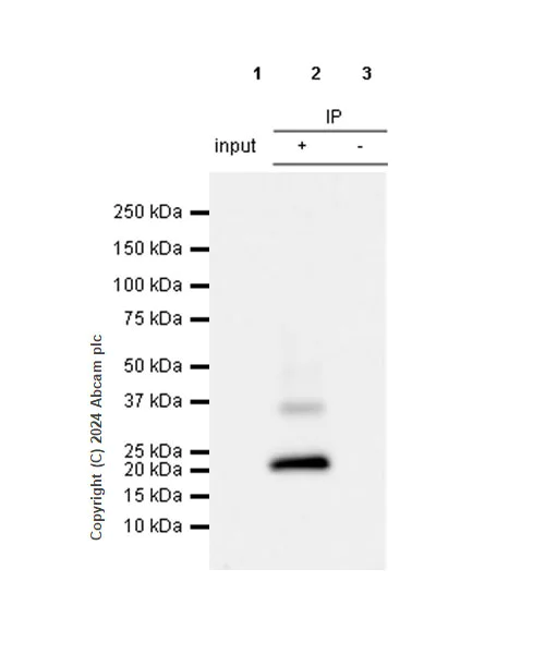 Immunoprecipitation - Anti-CMTM6 antibody [EPR23015-45] - BSA and Azide free (AB264076)