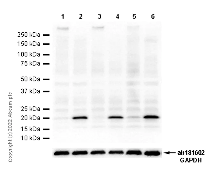 Western blot - Anti-CMTM6 antibody [EPR23015-45] - BSA and Azide free (AB264076)