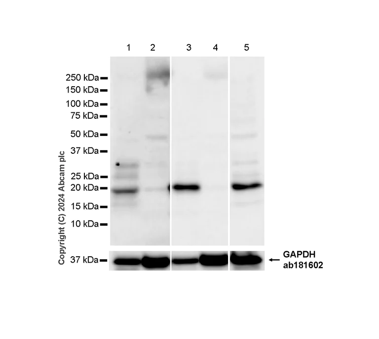 Western blot - Anti-CMTM6 antibody [EPR23015-45] - BSA and Azide free (AB264076)