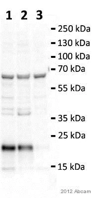 Western blot - Anti-CNBP antibody (AB48027)