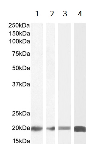 Western blot - Anti-CNBP antibody (AB48027), expandable thumbnail