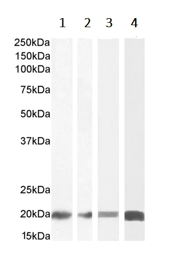 Western blot - Anti-CNBP antibody (AB48027)
