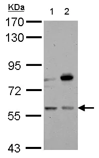 Western blot - Anti-CNDP1/CN1 antibody (AB155315)