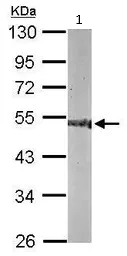 Western blot - Anti-CNDP2/CN2 antibody (AB101406)