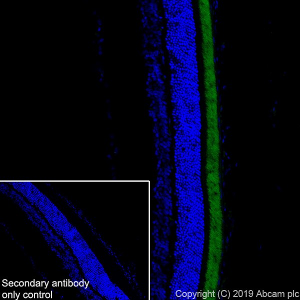 Immunohistochemistry (Frozen sections) - Anti-CNGA1 antibody [PMc 1D1] - BSA and Azide free (AB255766), expandable thumbnail