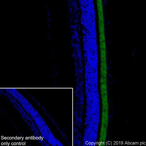 Immunohistochemistry (Frozen sections) - Anti-CNGA1 antibody [PMc 1D1] - BSA and Azide free (AB255766)
