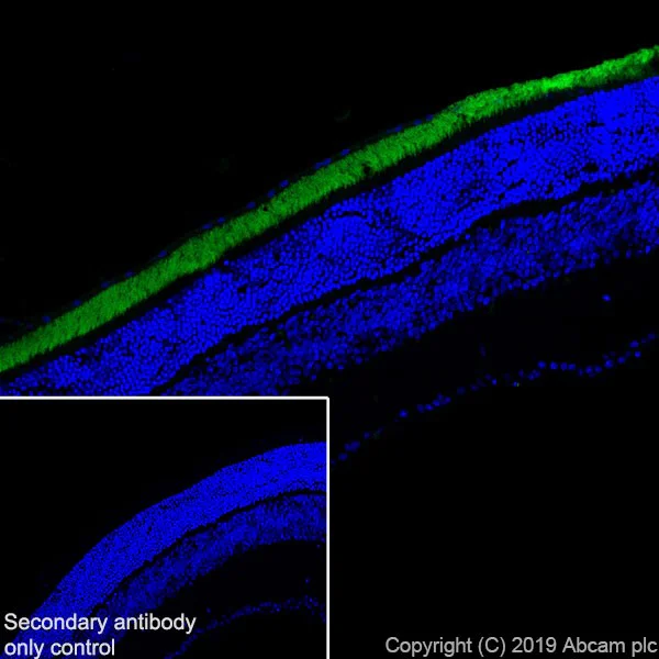 Immunohistochemistry (Frozen sections) - Anti-CNGA1 antibody [PMc 1D1] - BSA and Azide free (AB255766)
