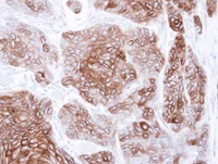Immunohistochemistry (Formalin/PFA-fixed paraffin-embedded sections) - Anti-CNGA2 antibody (AB96410)