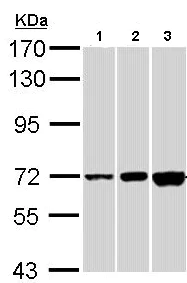 Western blot - Anti-CNGA2 antibody (AB96410)