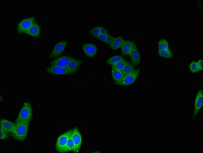 Immunocytochemistry/ Immunofluorescence - Anti-CNKSR3 antibody (AB234708)