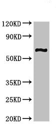 Western blot - Anti-CNKSR3 antibody (AB234708)