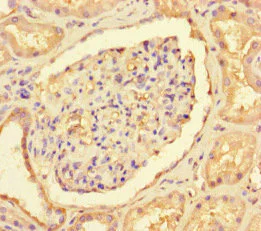 Immunohistochemistry (Formalin/PFA-fixed paraffin-embedded sections) - Anti-CNOT1 antibody (AB234642)