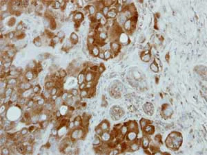 Immunohistochemistry (Formalin/PFA-fixed paraffin-embedded sections) - Anti-CNOT3 antibody (AB154276)