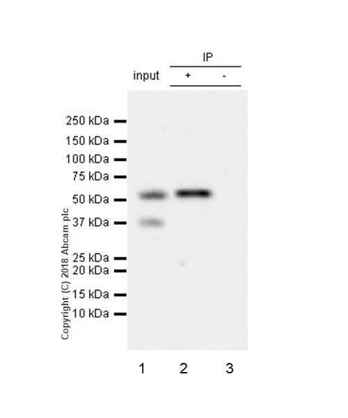 Immunoprecipitation - Anti-CNOT6 antibody [EPR22022] (AB221151), expandable thumbnail