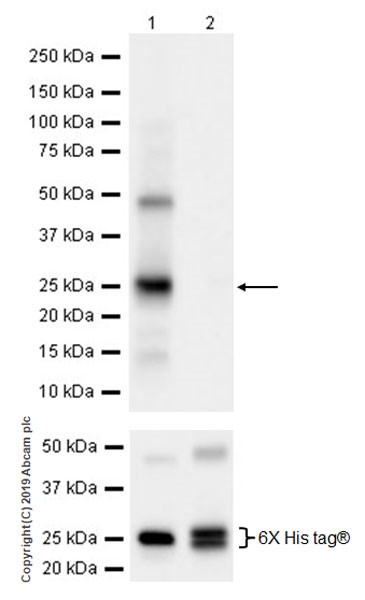 Western blot - Anti-CNOT6 antibody [EPR22022] (AB221151), expandable thumbnail