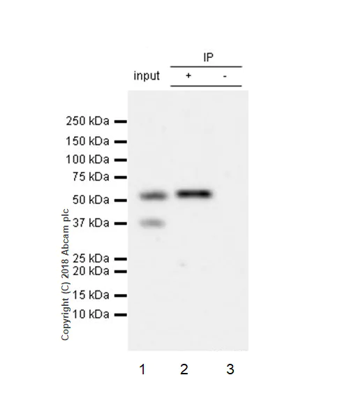 Immunoprecipitation - Anti-CNOT6 antibody [EPR22022] - BSA and Azide free (AB243294)