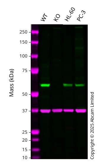 Western blot - Anti-CNOT6 antibody [EPR22022] - BSA and Azide free (AB243294)