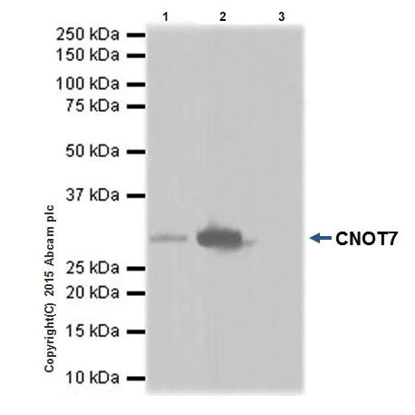 Immunoprecipitation - Anti-CNOT7 antibody [EPR18722] - BSA and Azide free (AB240994)