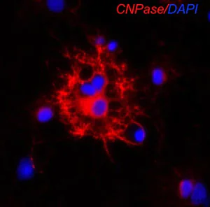 Immunocytochemistry/ Immunofluorescence - Anti-CNPase antibody [11-5B] (AB6319)
