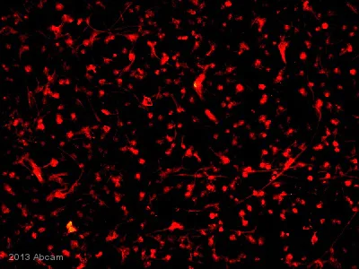 Immunocytochemistry/ Immunofluorescence - Anti-CNPase antibody [11-5B] (AB6319)