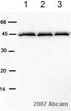 Western blot - Anti-CNPase antibody [11-5B] (AB6319)