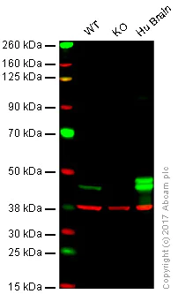 Western blot - Anti-CNPase antibody [11-5B] (AB6319)