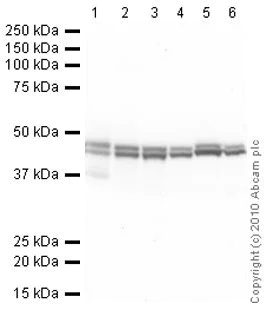 Western blot - Anti-CNPase antibody [11-5B] (AB6319)