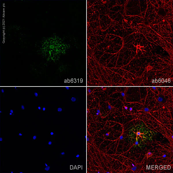 Immunocytochemistry/ Immunofluorescence - Anti-CNPase antibody [11-5B] - BSA and Azide free (AB237961)