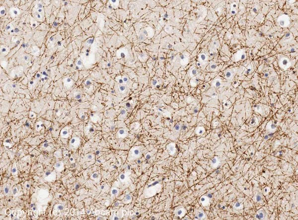 Immunohistochemistry (Formalin/PFA-fixed paraffin-embedded sections) - Anti-CNPase antibody [11-5B] - BSA and Azide free (AB237961)