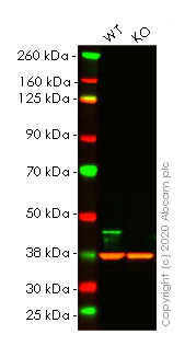 Western blot - Anti-CNPase antibody [11-5B] - BSA and Azide free (AB237961)