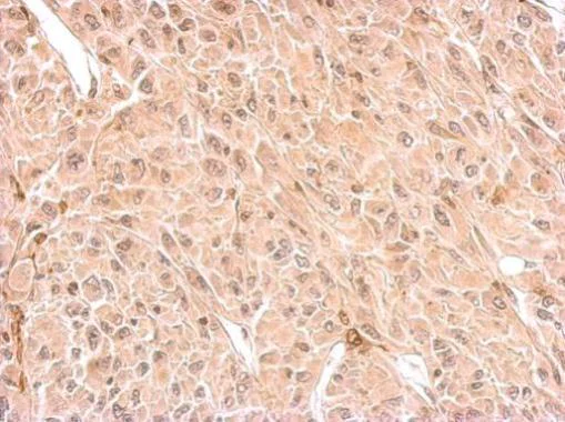 Immunohistochemistry (Formalin/PFA-fixed paraffin-embedded sections) - Anti-CNPase antibody (AB227218)
