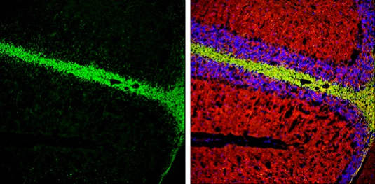 Immunohistochemistry (Frozen sections) - Anti-CNPase antibody (AB227218), expandable thumbnail