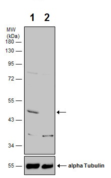 Western blot - Anti-CNPase antibody (AB227218), expandable thumbnail